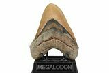 Huge, Fossil Megalodon Tooth - North Carolina #192848-1